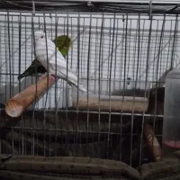 مرغ عشق مولد