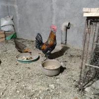 خروس|حیوانات مزرعه|فولادشهر, بوستان خلیج فارس|دیوار