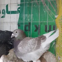 کبوتر پلاکی