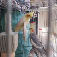 عروس هلندی نر وماده