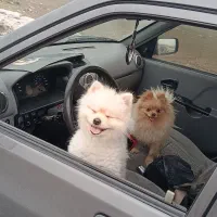 پامرین خرسی