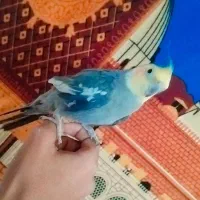 عروس هلندی دستی