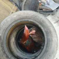 مرغ لاری وخورس لاری