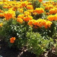 انجام امور نظافتی منازل