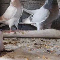 مفلق شازده|پرنده|اصفهان, غدیر|دیوار
