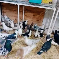 کبوتر تور کفتر جمهوری ۲۳گلبهار