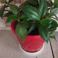 گل های طبیعی زیبا|گل و گیاه طبیعی|سنندج, |دیوار