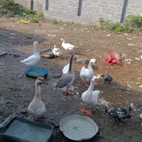 قو غاز نر لیندا|حیوانات مزرعه|خمام, |دیوار