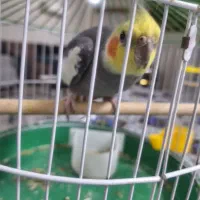 عروس هلندی نر آماده جفت گیری|پرنده|رشت, نخودچر|دیوار