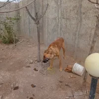 سگ سراب افغان