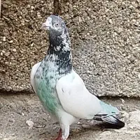 کبوتر پاکستانی