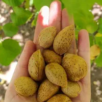 نهال بادام دیرگل زودبازده مخصوص