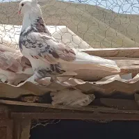 کبوتر شازده هما