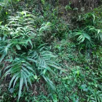 یونجه پرس شده