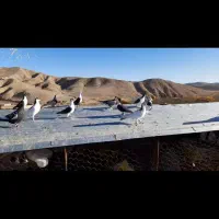 کبوتر پرشی ماده