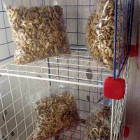 گردو تازه تویسرکان در فروشگاه گردوپیچ|خوردنی و آشامیدنی|تهران, مسعودیه|دیوار