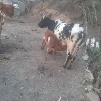 گاو جوان با گوساله دورگ سیمینتال