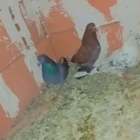 کبوتر|پرنده|گرگان, |دیوار