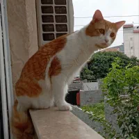 واگذاری|گربه|رشت, دروازه لاکان|دیوار