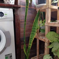 گل سانسوریا