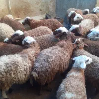 کاور  گوسفند بره|حیوانات مزرعه|دهگلان, |دیوار