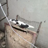 کفتر پلاس معاوضه باطوقی