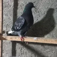 کبوتر غریب|پرنده|رشت, قاسمیه|دیوار