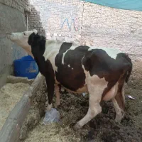 گاو تلیسه سیمینتال تخک گاوشیری