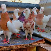 کفتر طوقی شازده