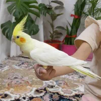 عروس هلندی  لوتینو ماده سالم