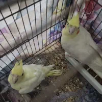 فروش سه عدد عروس هلندی