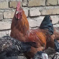 خروس محلی جوان هر کدوم ۳ کیلو گرم|حیوانات مزرعه|قیدار, |دیوار