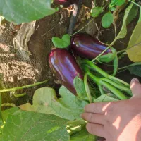 دنبال شریک هستم برای زراعت در کاشت بادمجون خیار