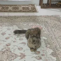 گربه دی ال چی جهت واگذاری
