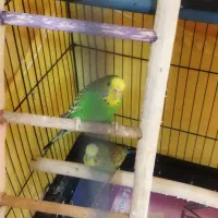 یک جفت قناری مولد|پرنده|نوشهر, |دیوار