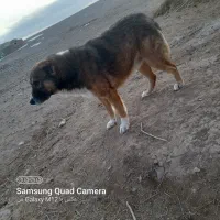 واگذاری سگ رایگان