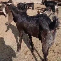 نربز پاکستانی جهت معاوضه با میش یا بره ماده