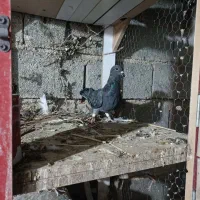 کبوتر کوهی|پرنده|شیراز, شهرک گلها|دیوار