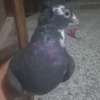 کبوتر