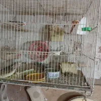 فنج مولد با 5عدد جوجه