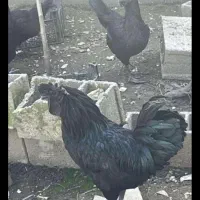 فروش ایام‌سمانی