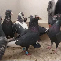 کبوتر پلنگ سیاه و پلنگ زرد