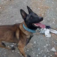 سگ مالینیوز|سگ|جوادآباد, |دیوار