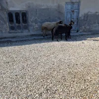 4راس گوسفند بره دار جوان افشاراصل 7راس گوسفند|حیوانات مزرعه|سیجوال, |دیوار