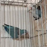 جفت راهب مولد