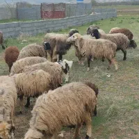چوپانی