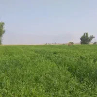 اجاره زمین کشاورزی|اجارهٔ دفتر صنعتی، کشاورزی، تجاری|چاه مرید, |دیوار