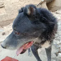 سگ نگهبان کارگاه نژاد ایتالیایی