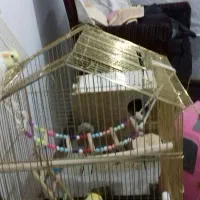 عروس هلندی مولد|پرنده|اقبالیه, |دیوار