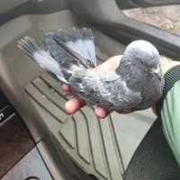 کبوتر گرفتنی|پرنده|نقده, |دیوار